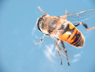 Bees and drones work together to detect landmines