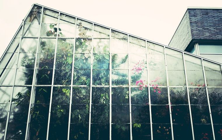 Growing food in the city