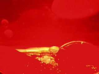 It’s beautiful, dangerous and you can cook sausages in it