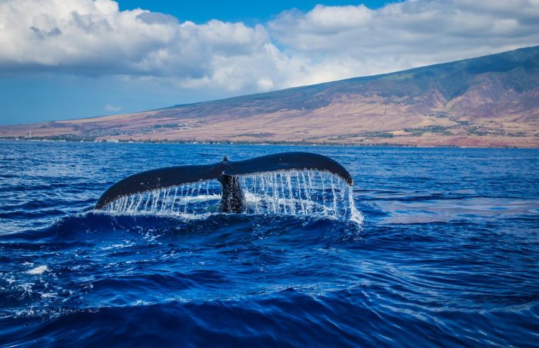 Rediscovering the Perrin’s beaked whale