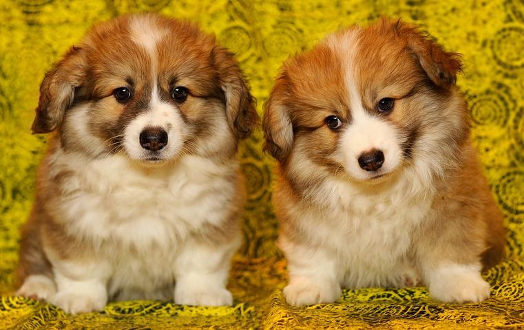2 new corgis at Buckingham palace