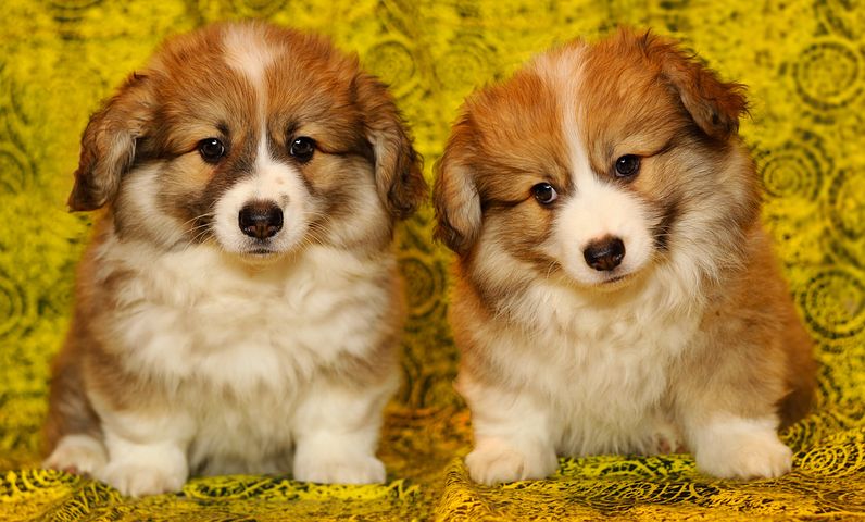 2 new corgis at Buckingham palace