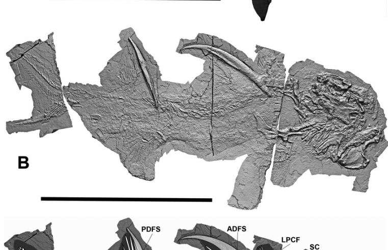 300 million years old shark teeth found in New Mexico