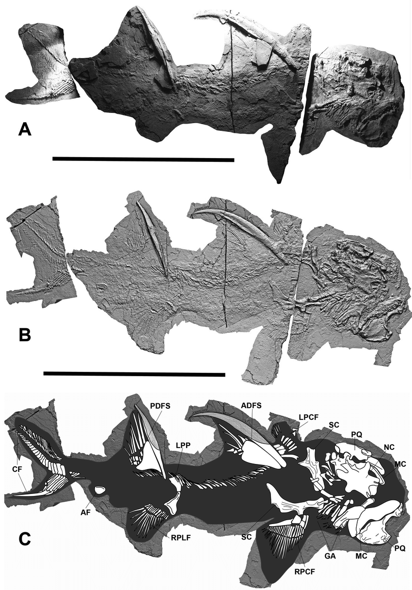 300 million years old shark teeth found in New Mexico