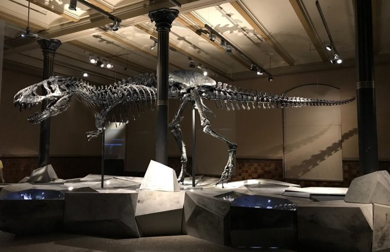 There once were 2.5 billion T-Rex on earth