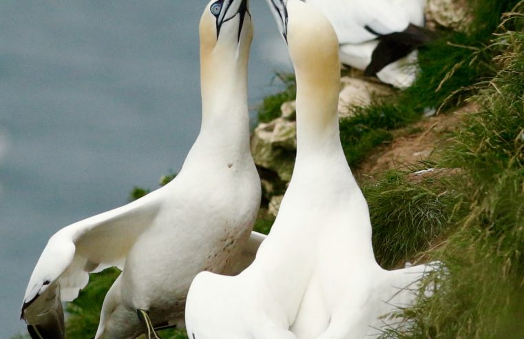 From desert to lush vegetation. The transformation of Redonda