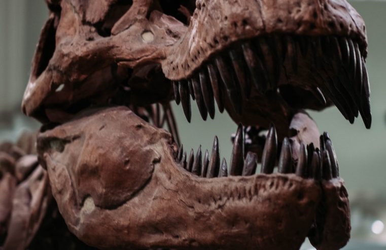 Did the T-Rex live in pack?