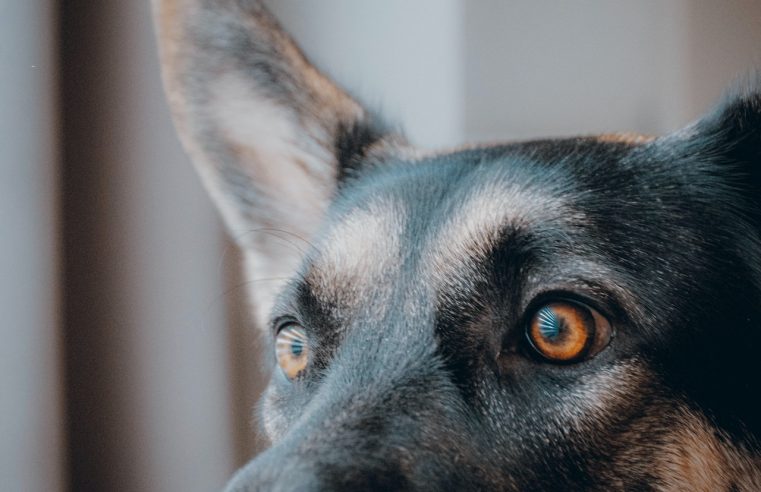 It’s not the dog it’s the house, and the people in the house