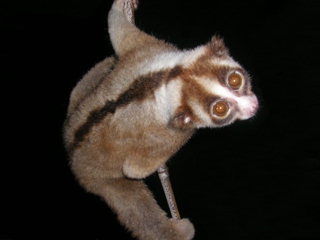 Endangered Javan slow loris can now safely go from one tree-top to another.
