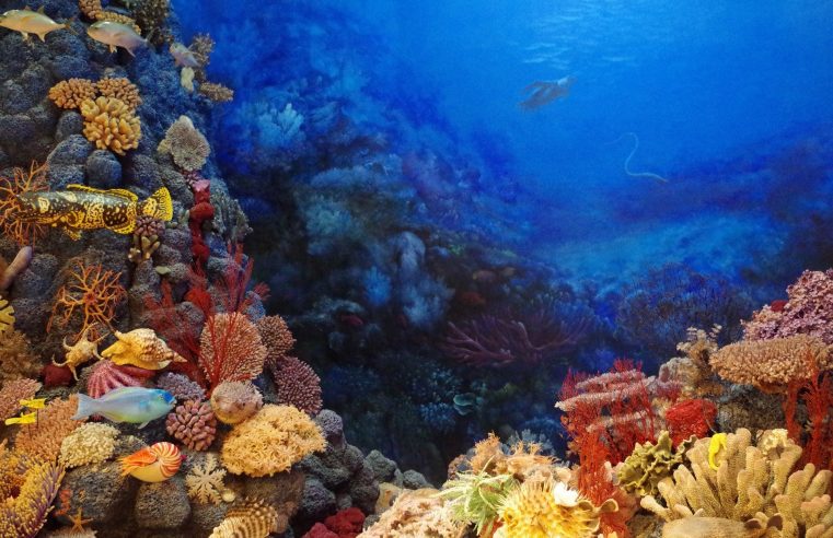 Yes, corals can be saved. Here is how it must be done.