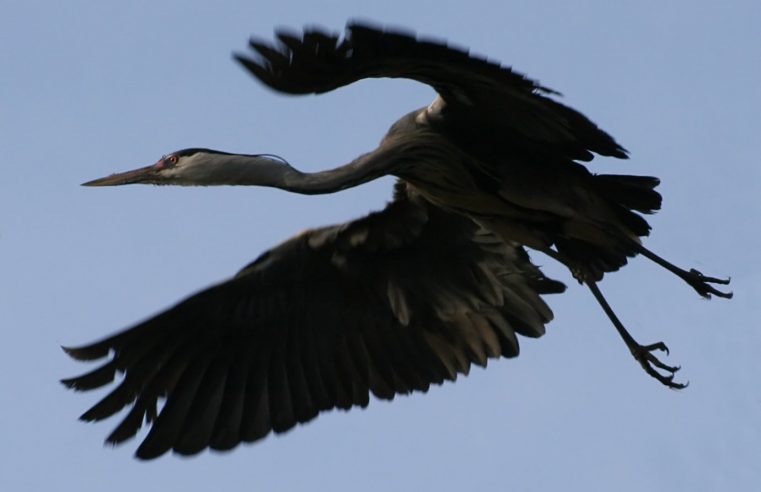 After 300 years of absence, a giant crane might be repopulating Ireland