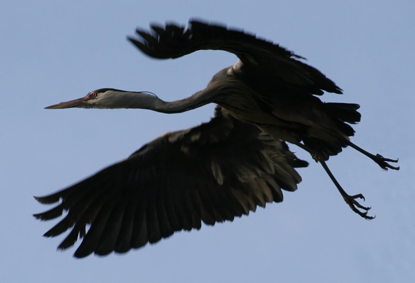 After 300 years of absence, a giant crane might be repopulating Ireland