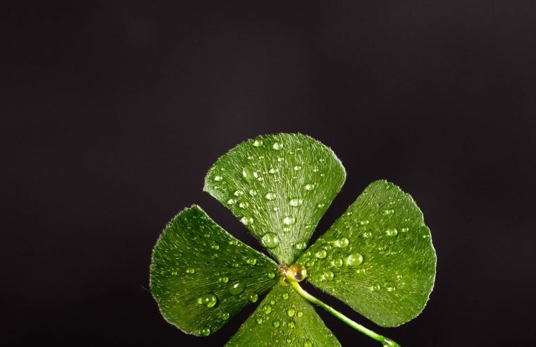 Lost lottery ticket returned to its owner