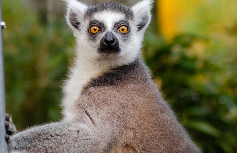 How did the primates conquer the world?