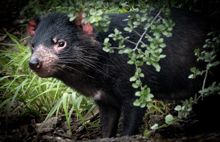 Instinct species returns to mainland Australia after 3000 years
