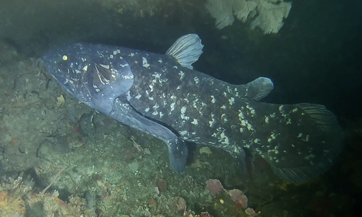 The coelacanth reveals new secrets: it lives 100 years