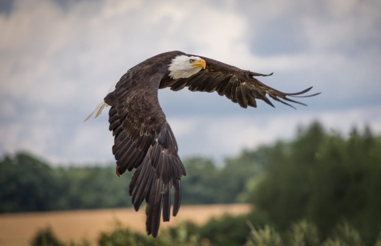 Hungarian Kayakers save drowning eagles