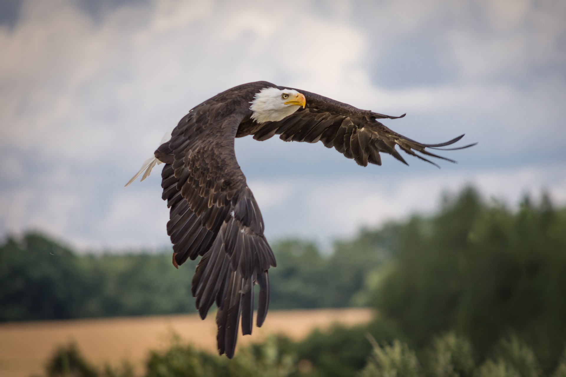 Hungarian Kayakers save drowning eagles