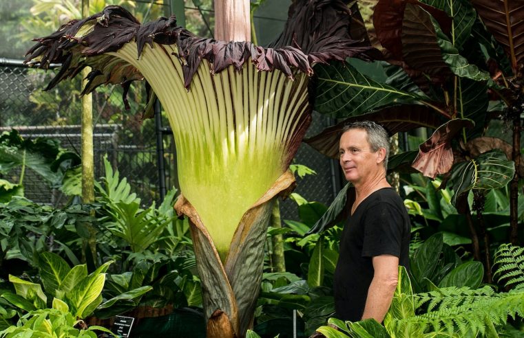 Endangered Amorphophallus titanum blooming in Warsaw