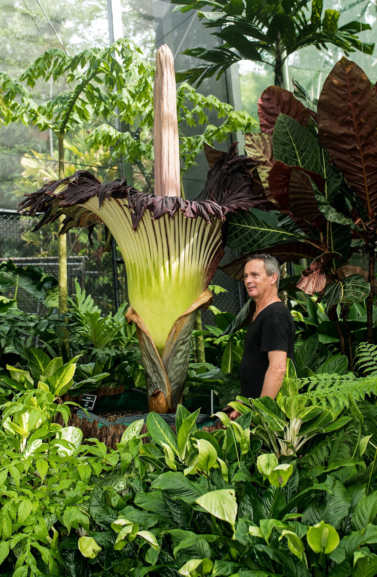 Endangered Amorphophallus titanum blooming in Warsaw