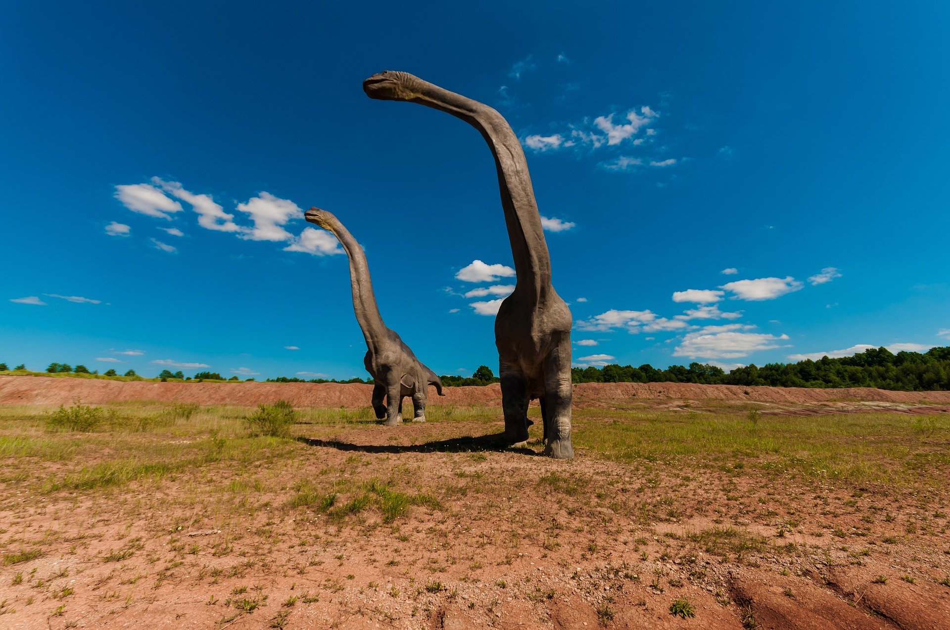 New and largest Australian dinosaur species remains found