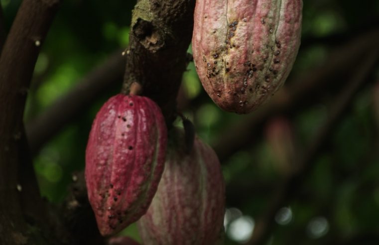Ivory Coast is using cocoa waste as biofuel