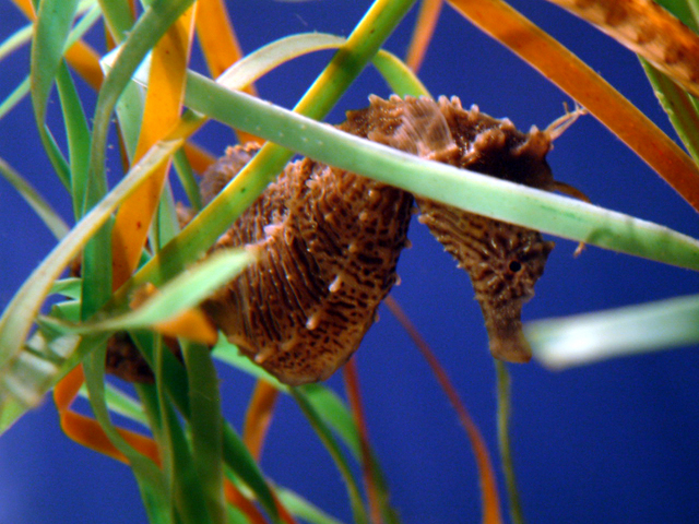 Very rare spiny seahorse discovered near Plymouth in the UK