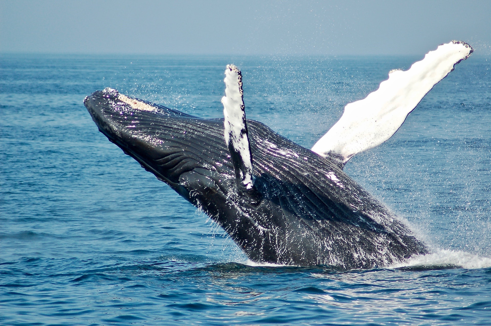 A whale gets a taste of a fisherman then spits him out