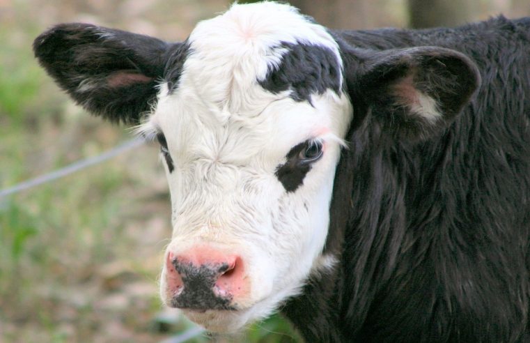 Ten years old Irish boy swapped Christmas cash prize for cows