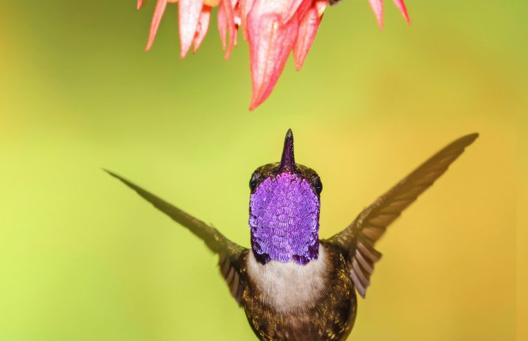 Why tales about birds matter