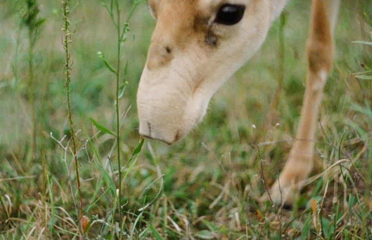 A critically endangered species can and must be saved