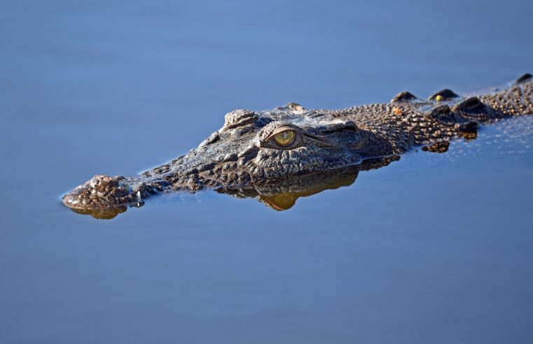 The paramedic and kayaker that trains with sharks and crocodiles for the Olympics
