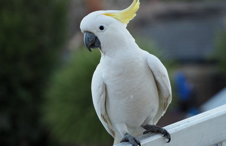 Cockatoos can learn new tricks and teach each other