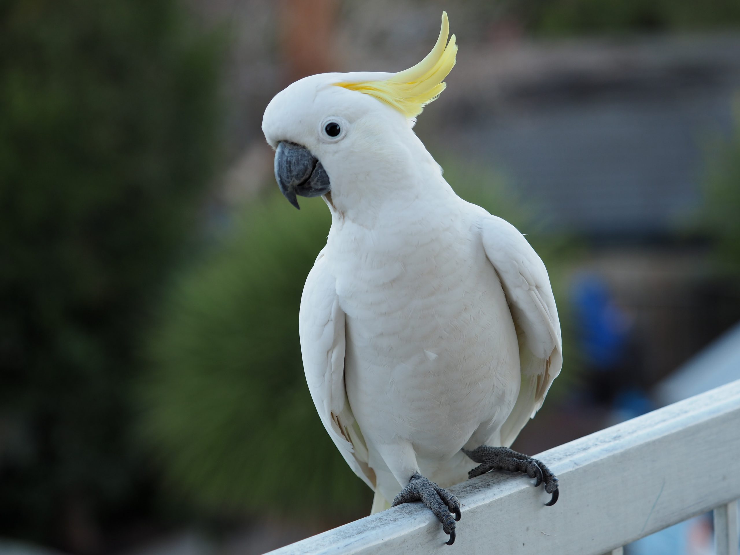 Cockatoos can learn new tricks and teach each other