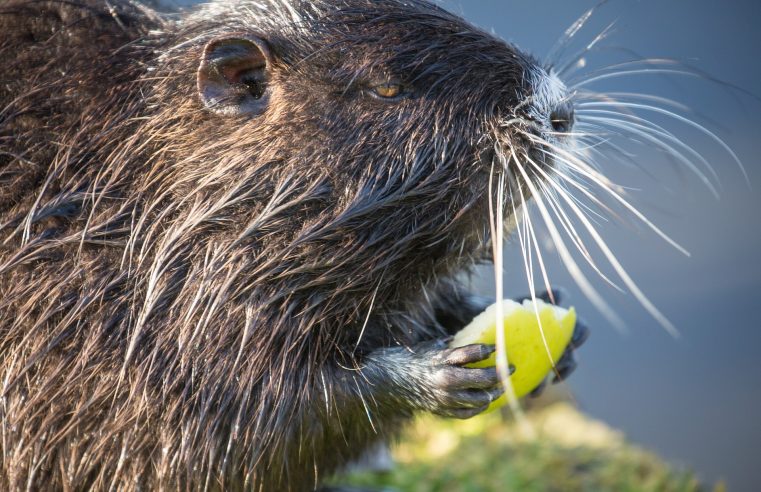 Beavers are helping the ecosystem even in the desert