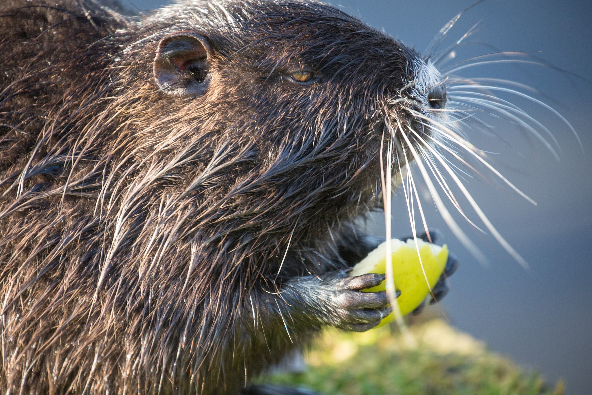 Beavers are helping the ecosystem even in the desert