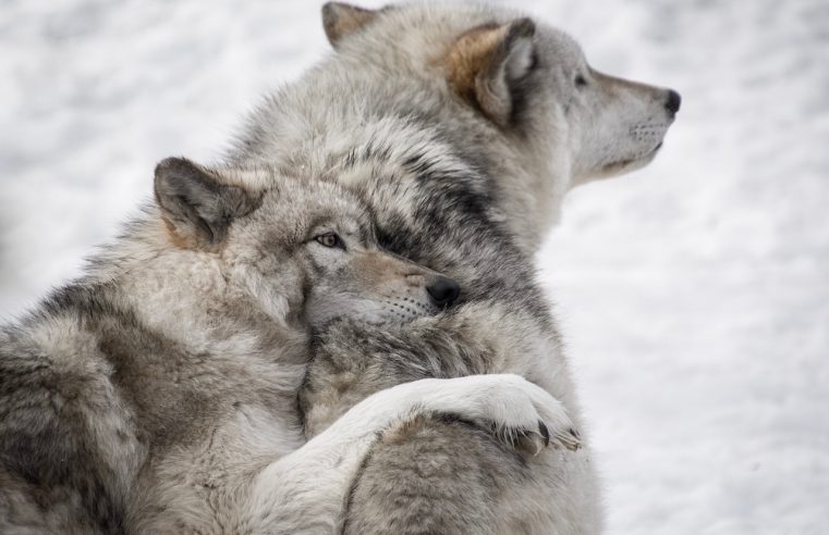 Very rare births of grey wolf pups in Isle Royale