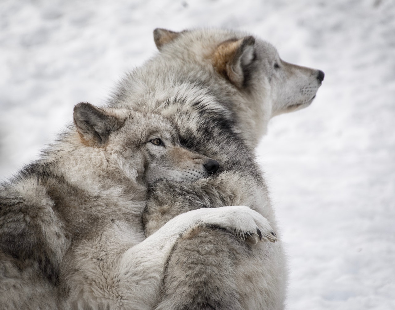 Very rare births of grey wolf pups in Isle Royale