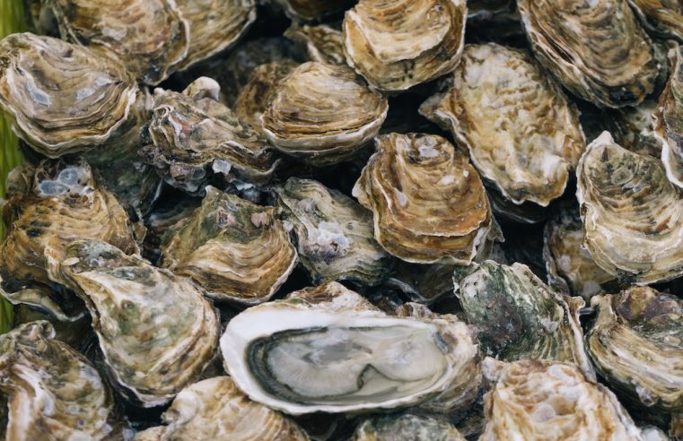 Oyster farmers show the path to resilience