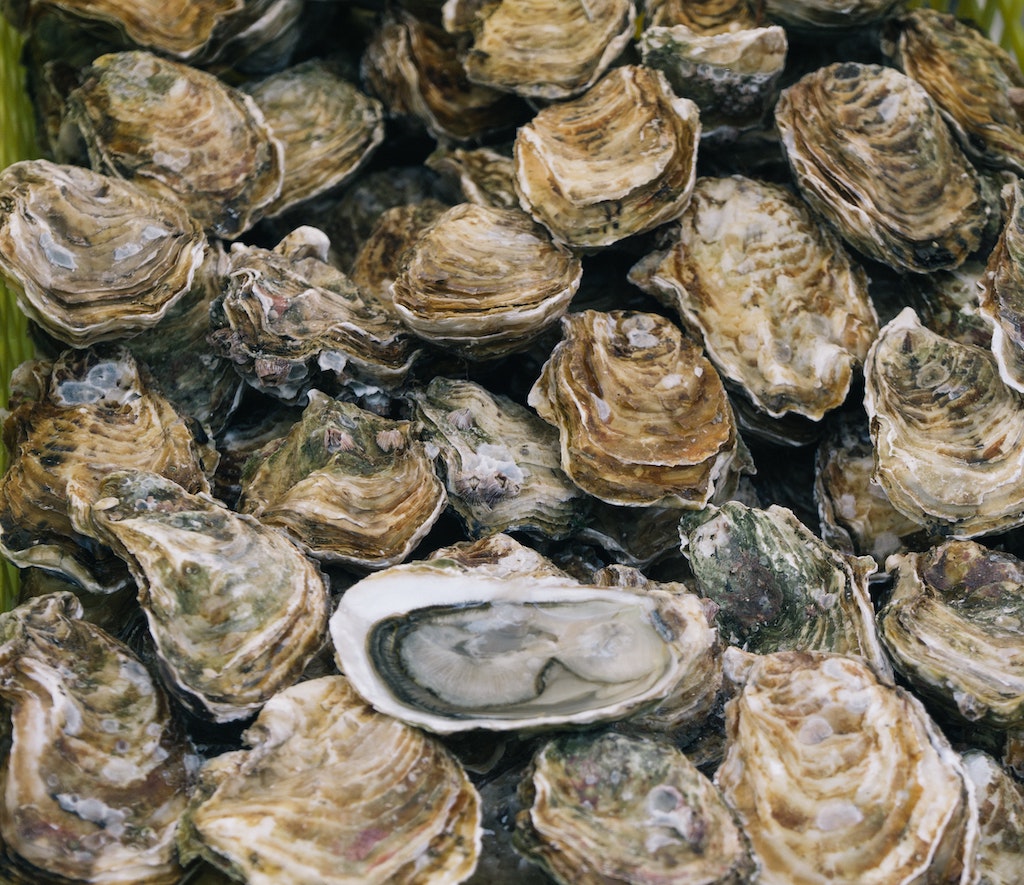 Oyster farmers show the path to resilience
