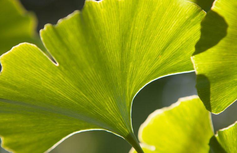 Gingko leaves are databases