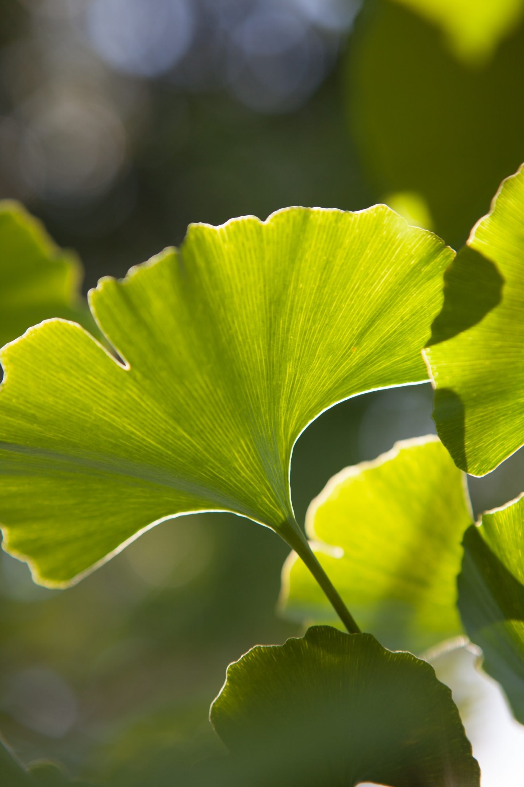 Gingko leaves are databases