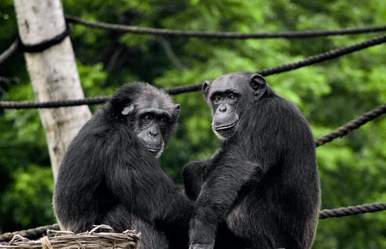 The heartwarming story of the Tacugama Chimpanzee Sanctuary