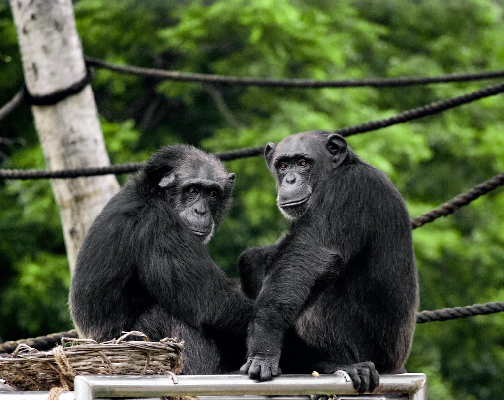 The heartwarming story of the Tacugama Chimpanzee Sanctuary