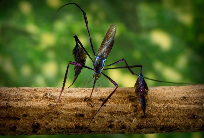 The world’s most beautiful mosquito