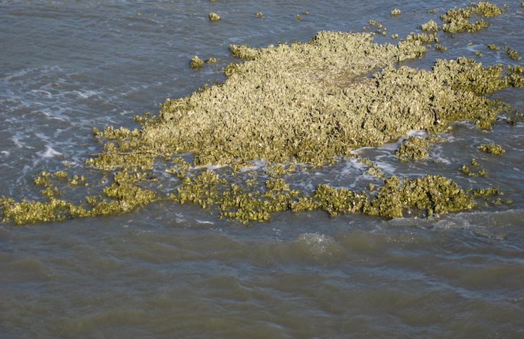 Oysters reefs help protect Islands from eroding into the sea