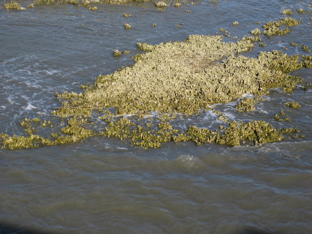 Oysters reefs help protect Islands from eroding into the sea