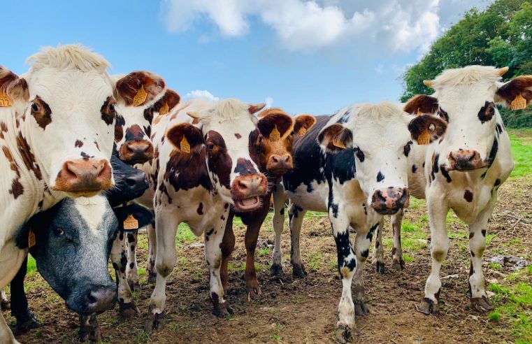 Cows are potty trained to protect the environment