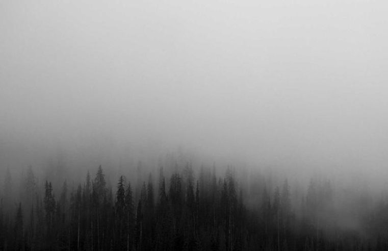 African Reforestation Initiative Plants 50 Million Trees in One Day