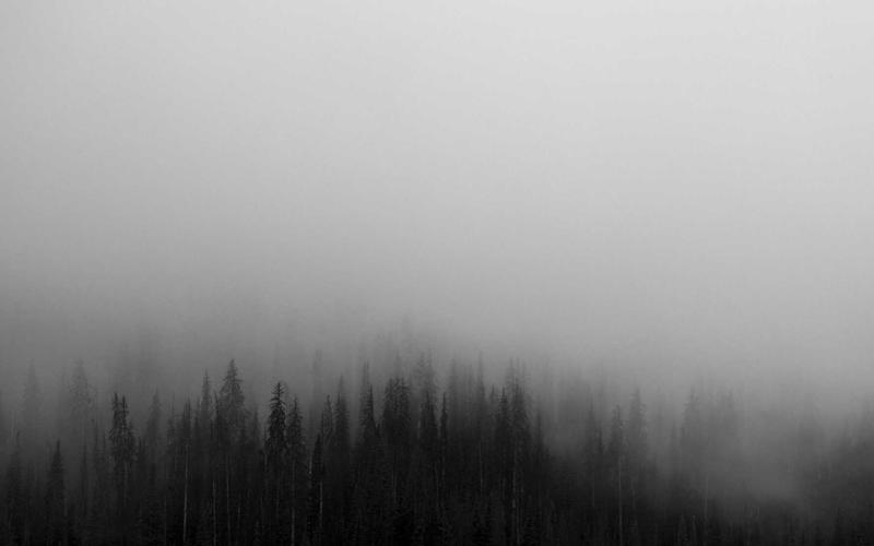 African Reforestation Initiative Plants 50 Million Trees in One Day